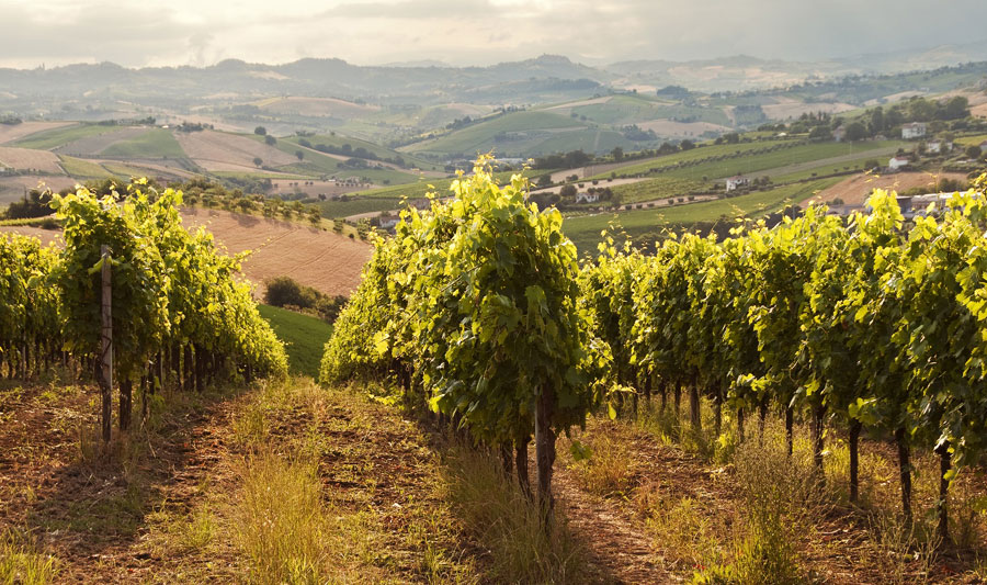 ampelones wineroads